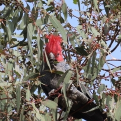 Callocephalon fimbriatum at Theodore, ACT - 6 Sep 2022