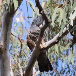 Callocephalon fimbriatum at Theodore, ACT - 6 Sep 2022