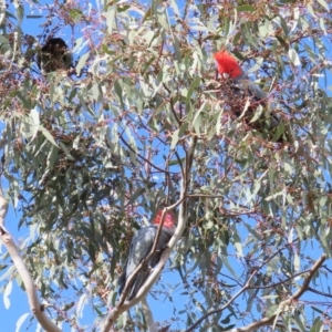 Callocephalon fimbriatum at Theodore, ACT - suppressed