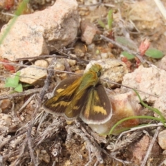 Taractrocera papyria (White-banded Grass-dart) at Tuggeranong Hill - 6 Sep 2022 by owenh