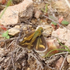 Taractrocera papyria (White-banded Grass-dart) at Theodore, ACT - 6 Sep 2022 by owenh