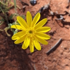 Senecio gregorii (Fleshy Groundsel, Yellow Tops) at Tibooburra, NSW - 29 Aug 2022 by Darcy