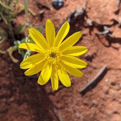 Senecio gregorii (Fleshy Groundsel, Yellow Tops) at Sturt National Park - 29 Aug 2022 by Darcy