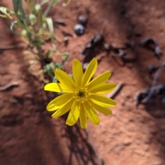 Senecio gregorii at Tibooburra, NSW - 29 Aug 2022