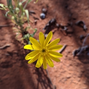 Senecio gregorii at Tibooburra, NSW - 29 Aug 2022 02:17 PM