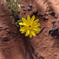 Senecio gregorii at Tibooburra, NSW - 29 Aug 2022