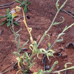 Senecio gregorii at Tibooburra, NSW - 29 Aug 2022 02:17 PM