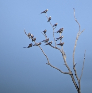 Nymphicus hollandicus at Tibooburra, NSW - 29 Aug 2022