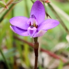 Glossodia minor (Small Wax-lip Orchid) at Wingecarribee Local Government Area - 6 Sep 2022 by Snowflake