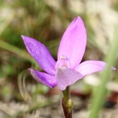 Glossodia minor at Woodlands, NSW - suppressed