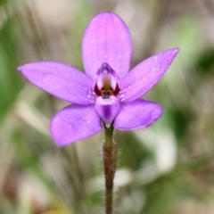 Glossodia minor at Woodlands, NSW - suppressed