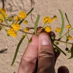 Acacia ligulata (Sandhill Wattle, Small Cooba) at Sturt National Park - 29 Aug 2022 by Darcy