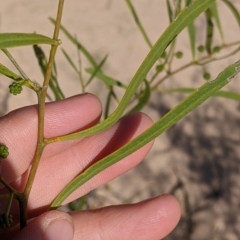 Acacia ligulata at Tibooburra, NSW - 29 Aug 2022