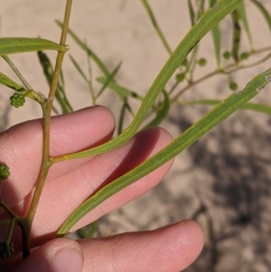 Acacia ligulata at Tibooburra, NSW - 29 Aug 2022