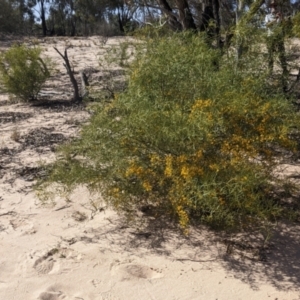 Acacia ligulata at Tibooburra, NSW - 29 Aug 2022