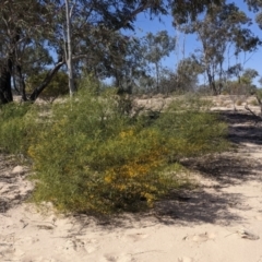 Acacia ligulata at Tibooburra, NSW - 29 Aug 2022