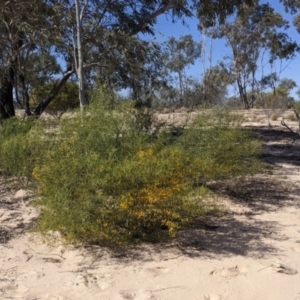 Acacia ligulata at Tibooburra, NSW - 29 Aug 2022 02:55 PM