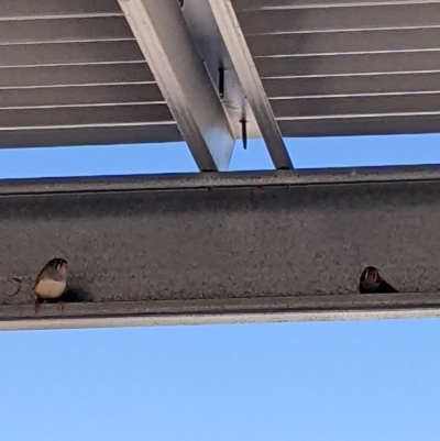 Taeniopygia guttata (Zebra Finch) at Sturt National Park - 29 Aug 2022 by Darcy