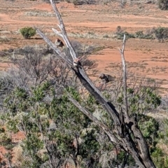 Taeniopygia guttata (Zebra Finch) at Tibooburra, NSW - 29 Aug 2022 by Darcy