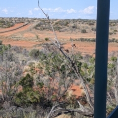 Taeniopygia guttata at Tibooburra, NSW - 29 Aug 2022