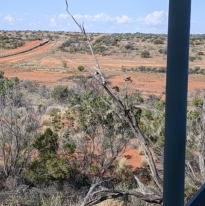 Taeniopygia guttata at Tibooburra, NSW - 29 Aug 2022