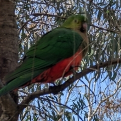 Alisterus scapularis (Australian King-Parrot) at Hackett, ACT - 6 Sep 2022 by sbittinger