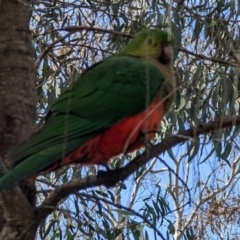 Alisterus scapularis (Australian King-Parrot) at Hackett, ACT - 5 Sep 2022 by sbittinger