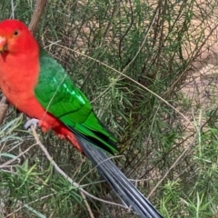 Alisterus scapularis at Hackett, ACT - 6 Sep 2022