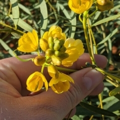 Senna pleurocarpa var. pleurocarpa (Firebush, Smooth Cassia, Native Senna) at Tibooburra, NSW - 29 Aug 2022 by Darcy