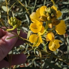 Senna pleurocarpa var. pleurocarpa at Tibooburra, NSW - 29 Aug 2022