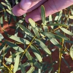 Senna pleurocarpa var. pleurocarpa at Tibooburra, NSW - 29 Aug 2022