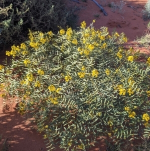 Senna pleurocarpa var. pleurocarpa at Tibooburra, NSW - 29 Aug 2022