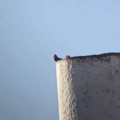 Taeniopygia guttata (Zebra Finch) at Sturt National Park - 29 Aug 2022 by Darcy