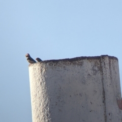 Taeniopygia guttata at Bollards Lagoon, SA - 29 Aug 2022 04:56 PM