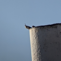 Taeniopygia guttata at Bollards Lagoon, SA - 29 Aug 2022 04:56 PM