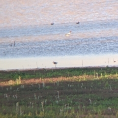 Erythrogonys cinctus (Red-kneed Dotterel) at Sturt National Park - 29 Aug 2022 by Darcy