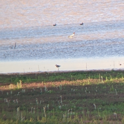 Erythrogonys cinctus (Red-kneed Dotterel) at Sturt National Park - 29 Aug 2022 by Darcy