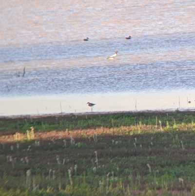 Erythrogonys cinctus (Red-kneed Dotterel) at Sturt National Park - 29 Aug 2022 by Darcy