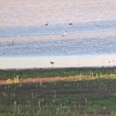 Recurvirostra novaehollandiae at Tibooburra, NSW - 29 Aug 2022