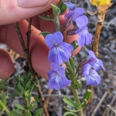 Stemodia florulenta (Bluerod, Bluetop) at Tibooburra, NSW - 29 Aug 2022 by Darcy