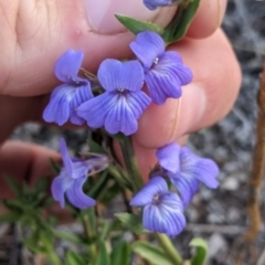 Stemodia florulenta at Tibooburra, NSW - 29 Aug 2022