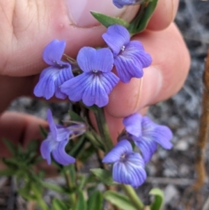 Stemodia florulenta at Tibooburra, NSW - 29 Aug 2022