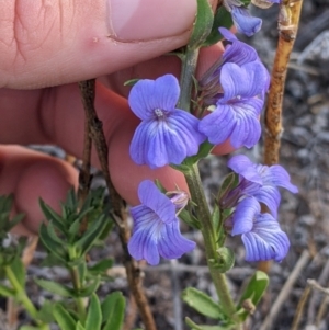 Stemodia florulenta at Tibooburra, NSW - 29 Aug 2022