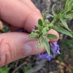 Stemodia florulenta at Tibooburra, NSW - 29 Aug 2022