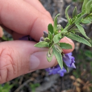 Stemodia florulenta at Tibooburra, NSW - 29 Aug 2022 05:45 PM