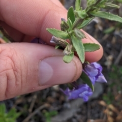 Stemodia florulenta at Tibooburra, NSW - 29 Aug 2022