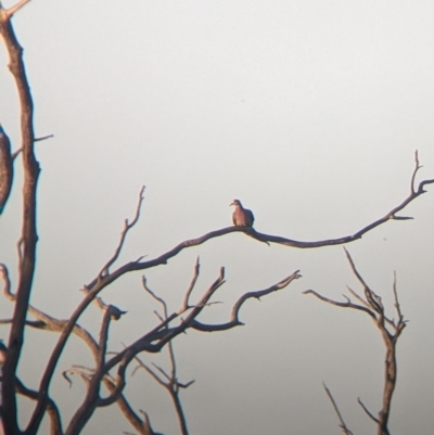 Phaps chalcoptera (Common Bronzewing) at Sturt National Park - 29 Aug 2022 by Darcy