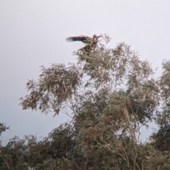 Aquila audax (Wedge-tailed Eagle) at Tibooburra, NSW - 29 Aug 2022 by Darcy