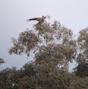 Aquila audax at Tibooburra, NSW - 29 Aug 2022 06:18 PM