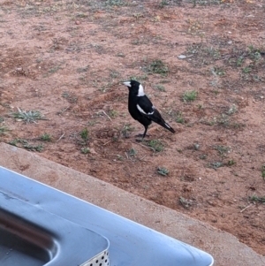 Gymnorhina tibicen at Tibooburra, NSW - 30 Aug 2022 06:58 AM